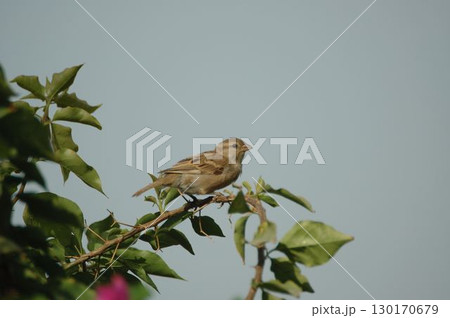 House Sparrow Sitting on a tree House Sparrow Sitting on a tree 130170679