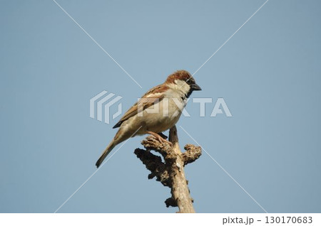 House Sparrow Sitting on a tree House Sparrow Sitting on a tree 130170683