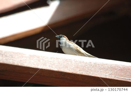 House Sparrow Sitting on a Wood 130170744