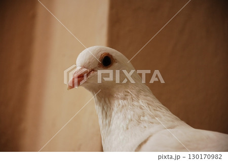 White Pigeon on the Stone 130170982