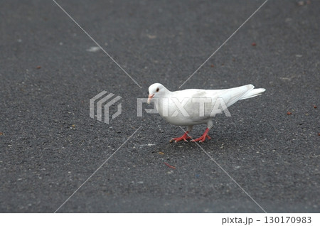 White Pigeon on the Stone White Pigeon on the Stone 130170983