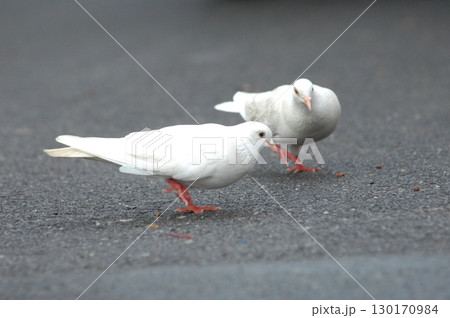 White Pigeon on the Stone White Pigeon on the Stone 130170984