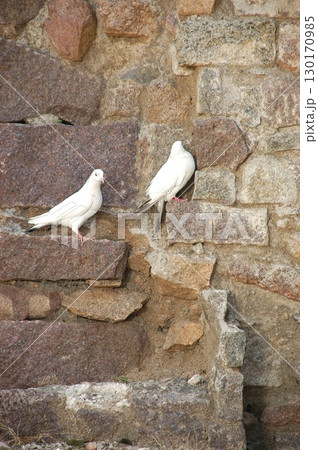 White Pigeon on the Stone 130170985