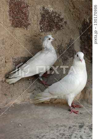 White Pigeon on the Stone White Pigeon on the Stone 130170986