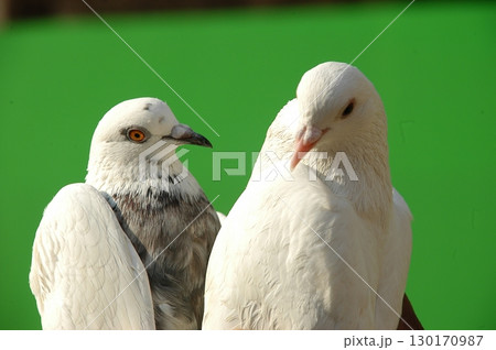 White Pigeon on the Stone White Pigeon on the Stone 130170987