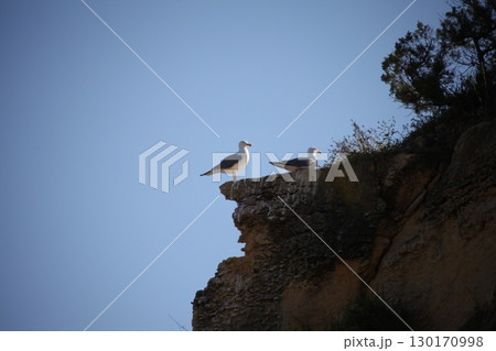 White Pigeon on the Stone White Pigeon on the Stone 130170998