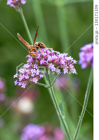 紫色の花に止まるキアシナガバチ 130171109