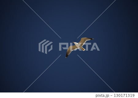 White Pigeon flying in sky 130171319