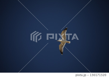 White Pigeon flying in sky 130171320