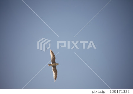 White Pigeon flying in sky 130171322