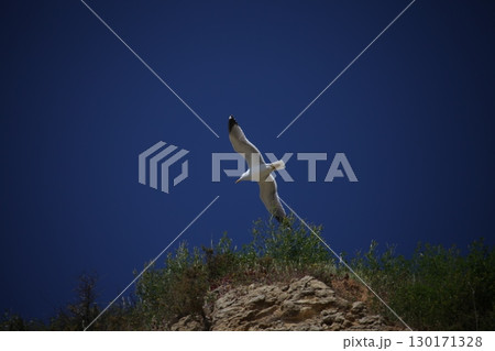 White Pigeon flying in sky White Pigeon flying in sky 130171328