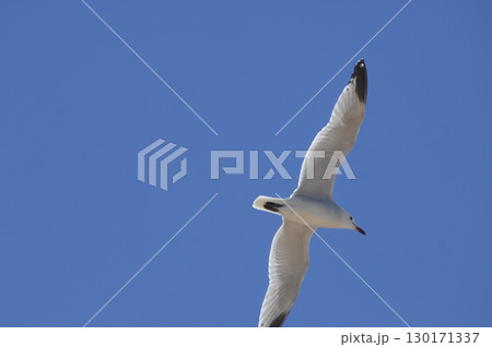 White Pigeon flying in sky 130171337