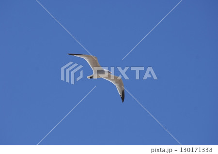 White Pigeon flying in sky 130171338