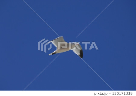 White Pigeon flying in sky 130171339