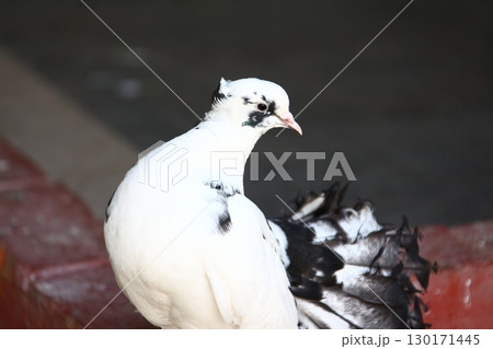 White Pigeon on the Stone wall White Pigeon on the Stone wall 130171445