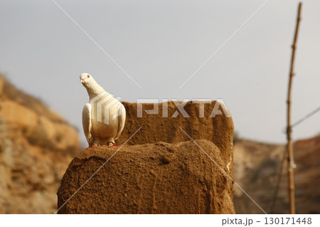 White Pigeon on the Stone wall White Pigeon on the Stone wall 130171448