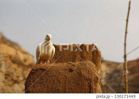 White Pigeon on the Stone wall White Pigeon on the Stone wall 130171449