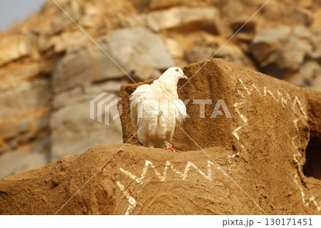 White Pigeon on the Stone wall 130171451