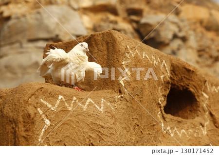 White Pigeon on the Stone wall 130171452