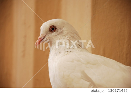 White Pigeon on the Stone wall White Pigeon on the Stone wall 130171455