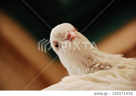 White Pigeon on the Stone wall 130171458