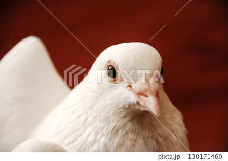 White Pigeon on the Stone wall 130171460