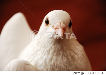 White Pigeon on the Stone wall 130171461