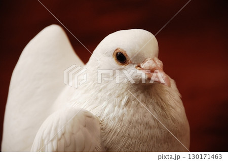 White Pigeon on the Stone wall 130171463