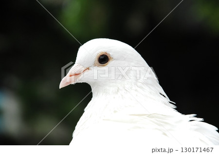 White Pigeon on the Stone wall White Pigeon on the Stone wall 130171467