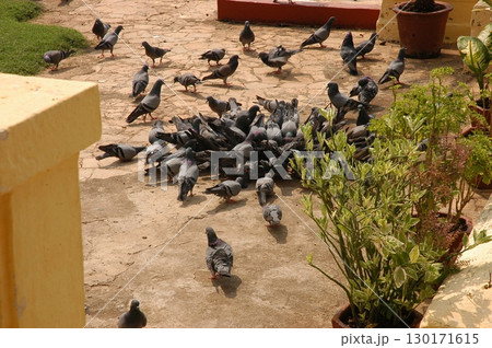 Pigeons Feeding On The Garden Pigeons Feeding On The Garden 130171615