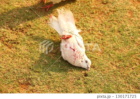 Pigeon with Blood in the lawn 130171725