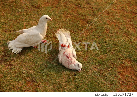 Pigeon with Blood in the lawn Pigeon with Blood in the lawn 130171727