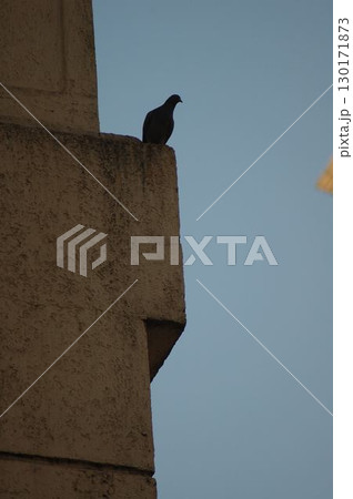 Pigeons on the wall 130171873