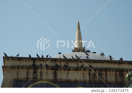 Pigeons on the wall 130171875