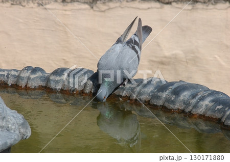 Pigeons on the wall 130171880