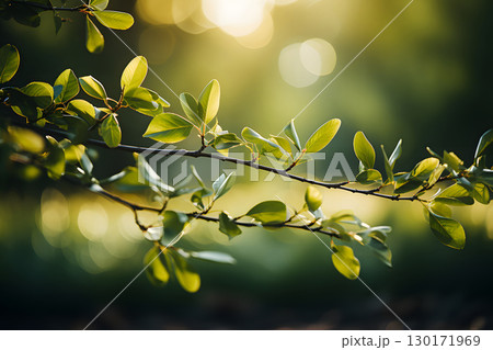 Nature inspired background with blurred green leaves and sunlight bokeh. Perfect for eco, wellness, and organic themes. 130171969