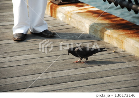 Close up of the Pigeon 130172140
