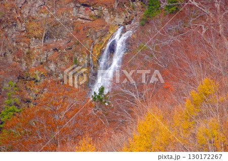 紅葉に包まれた無名の滝（白川村国道360号沿い） 130172267