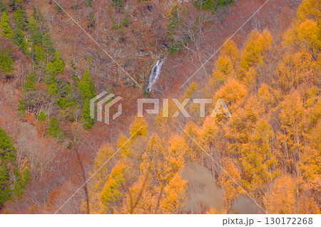 紅葉に包まれた無名の滝(白川村国道360号沿い) 紅葉に包まれた無名の滝(白川村国道360号沿い) 130172268