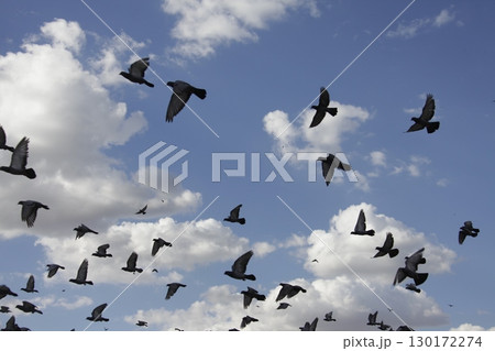 Pigeons Flying in a Sky 130172274