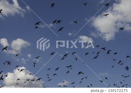 Pigeons Flying in a Sky Pigeons Flying in a Sky 130172275