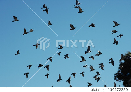 Pigeons Flying in a Sky 130172280