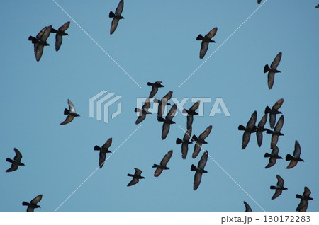 Pigeons Flying in a Sky Pigeons Flying in a Sky 130172283