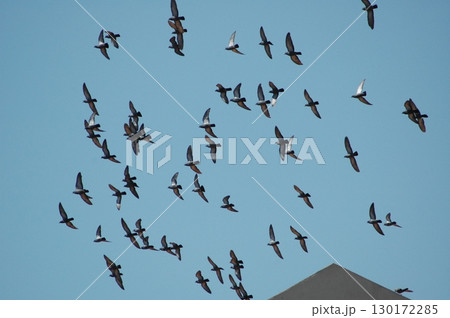 Pigeons Flying in a Sky Pigeons Flying in a Sky 130172285