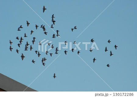Pigeons Flying in a Sky 130172286