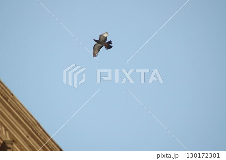 Pigeon Flying in a Sky 130172301