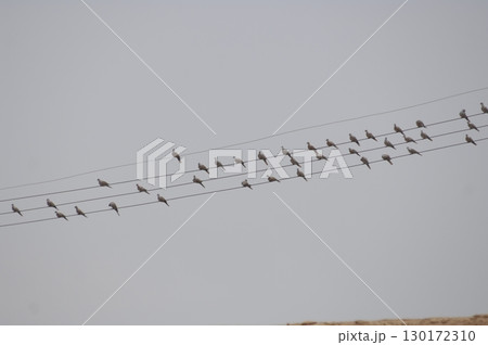 Pigeon on the Power Cable Pigeon on the Power Cable 130172310