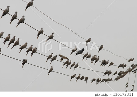 Pigeon on the Power Cable Pigeon on the Power Cable 130172311