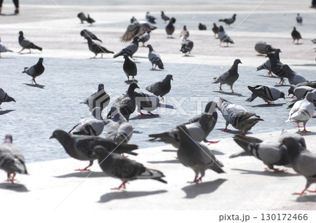 Pigeons Feeding On The Square Pigeons Feeding On The Square 130172466