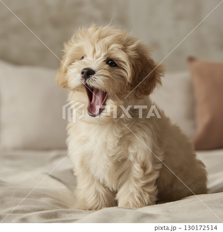 Adorable fluffy puppy sitting bed with mouth open showing joyful and playful expression soft fur cozy indoor setting cute and charming small size light colored coat relaxed posture warm atmosphere 130172514